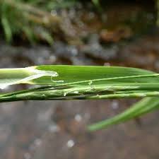 Attēlu rezultāti vaicājumam “Glyceria fluitans”