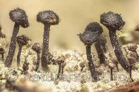 Attēlu rezultāti vaicājumam “Calicium viride”