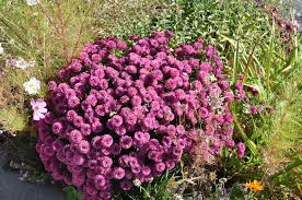 Image result for Aster alpinus