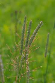 Attēlu rezultāti vaicājumam “Phleum pratense”