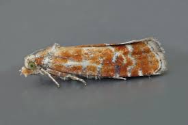 Attēlu rezultāti vaicājumam “Semioscopis avellanella imago”