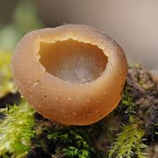 Attēlu rezultāti vaicājumam “Peziza vesiculosa”