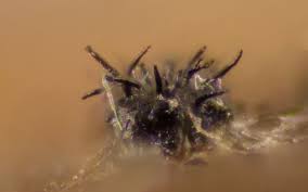 Attēlu rezultāti vaicājumam “Neocudoniella albiceps”