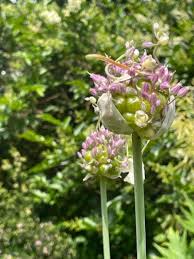 Attēlu rezultāti vaicājumam “Allium scorodoprasum leaf”