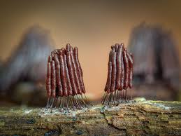 Attēlu rezultāti vaicājumam “Comatricha laxa”