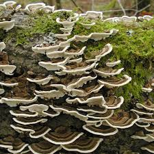 Attēlu rezultāti vaicājumam “Trametes versicolor”