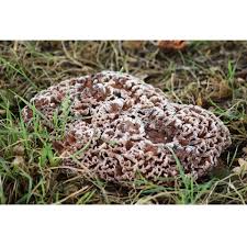 Image result for Podoscypha multizonata