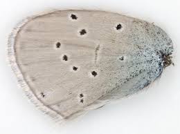 Attēlu rezultāti vaicājumam “Cupido minimus underside”