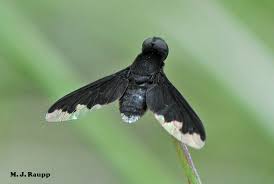 Attēlu rezultāti vaicājumam “Bombyliidae”