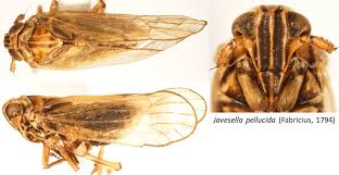 Attēlu rezultāti vaicājumam “Javesella pellucida”