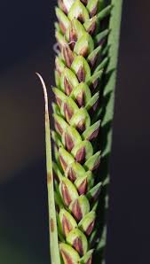 Attēlu rezultāti vaicājumam “Carex elata flower”