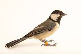 Attēlu rezultāti vaicājumam “Parus major”