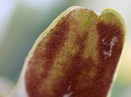 Attēlu rezultāti vaicājumam “Metatrichia floriformis stalked”