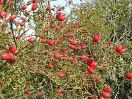 Image result for Rosa canina