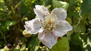 Attēlu rezultāti vaicājumam “Rubus caesius”