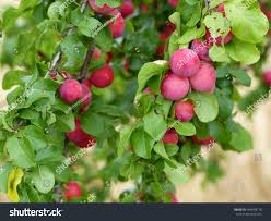 Attēlu rezultāti vaicājumam “Prunus domestica subsp. domestica leaf”