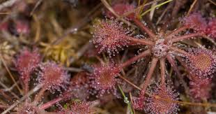 Attēlu rezultāti vaicājumam “Drosera rotundifolia”