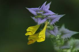 Attēlu rezultāti vaicājumam “Melampyrum nemorosum”