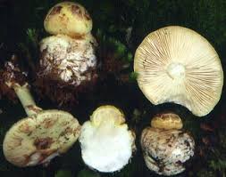 Attēlu rezultāti vaicājumam “Amanita citrina”