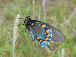 Attēlu rezultāti vaicājumam “Papilionidae”