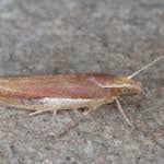 Attēlu rezultāti vaicājumam “Ypsolopha parenthesella”