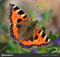 Attēlu rezultāti vaicājumam “Aglais urticae upperside”