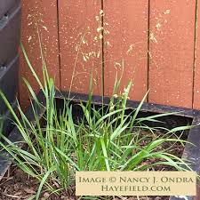 Attēlu rezultāti vaicājumam “Hierochloe odorata”