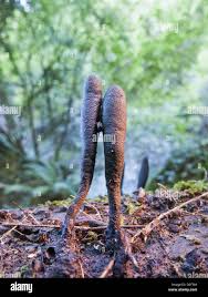 Attēlu rezultāti vaicājumam “Cordyceps ophioglossoides”