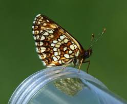 Attēlu rezultāti vaicājumam “Melitaea diamina underside”