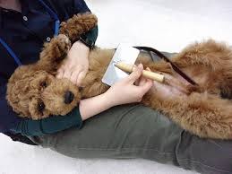 Image result for 生理現象ラキ