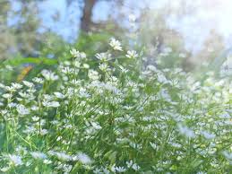Attēlu rezultāti vaicājumam “Stellaria palustris flower”