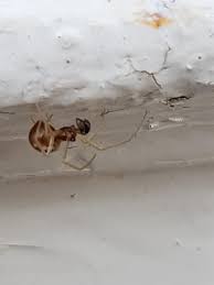 Attēlu rezultāti vaicājumam “Neottiura bimaculata”