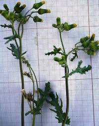 Attēlu rezultāti vaicājumam “Senecio vulgaris”