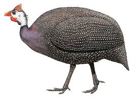 Attēlu rezultāti vaicājumam “Numida meleagris”