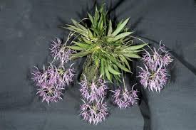 Attēlu rezultāti vaicājumam “Didymium aggregatum macro”