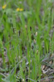 Attēlu rezultāti vaicājumam “Carex pilosa”