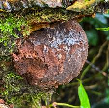 Attēlu rezultāti vaicājumam “Enteridium liceoides spores”