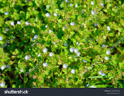 Attēlu rezultāti vaicājumam “Veronica agrestis”