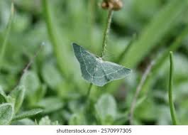 Attēlu rezultāti vaicājumam “Thetidia smaragdaria”