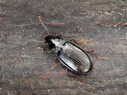 Attēlu rezultāti vaicājumam “Tachyta nana”