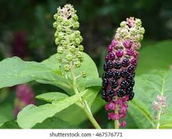 Attēlu rezultāti vaicājumam “Phytolaccaceae”