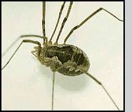 Attēlu rezultāti vaicājumam “Phalangium opilio”