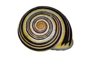 Attēlu rezultāti vaicājumam “Cepaea nemoralis”