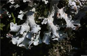 Attēlu rezultāti vaicājumam “Parmelia submontana”