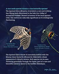 Attēlu rezultāti vaicājumam “Zygaenidae”