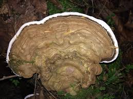 Attēlu rezultāti vaicājumam “Ganoderma applanatum”