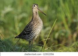 Image result for Gallinago media