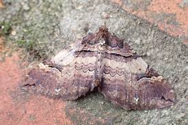 Attēlu rezultāti vaicājumam “Earophila badiata”