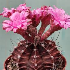 Image result for Gymnocalycium