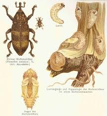 Attēlu rezultāti vaicājumam “Pissodes piniphilus”
